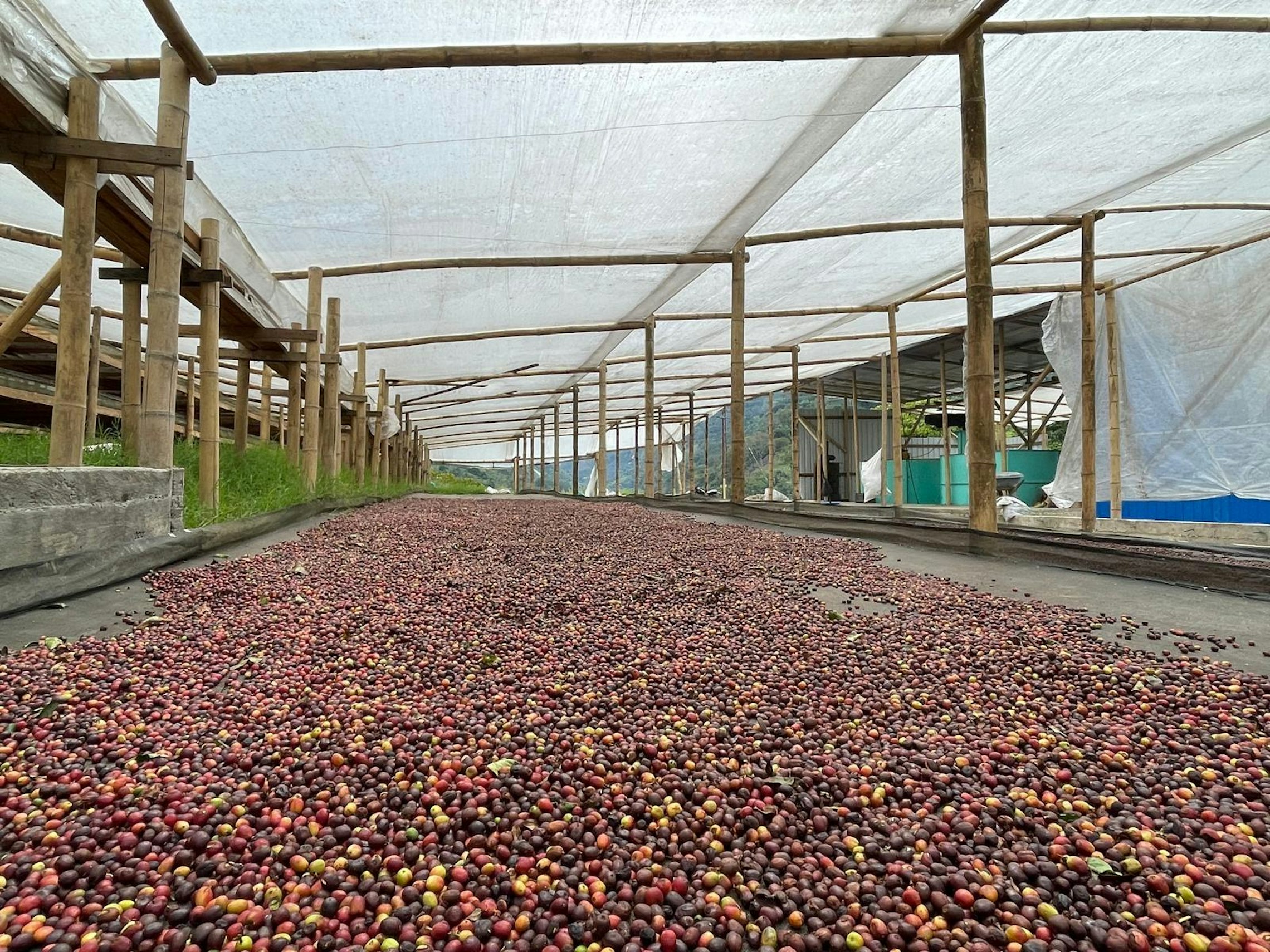 cherries