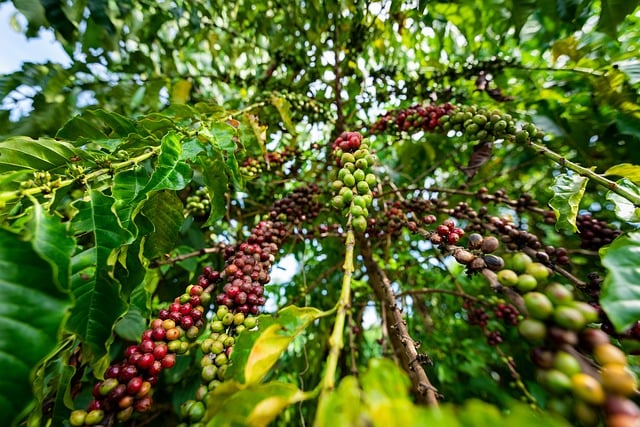 coffee-tree