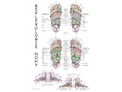 Plakát REFLEXOLOGIE NOHY 63x47cm