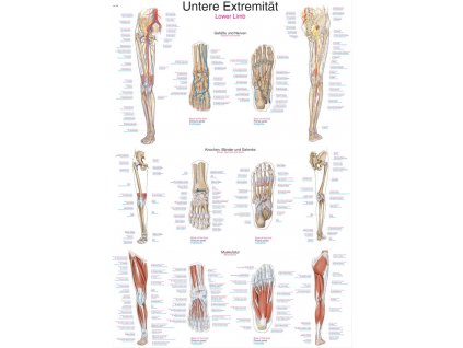 Plakát Dolní končetiny, 70x100 cm