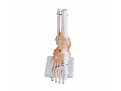 Model kostry ľudského chodidla s väzmi