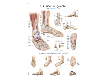 15223 1 plakat noha a klouby 70x100 cm