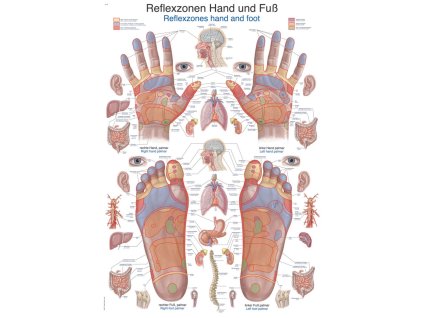 18220 1 plakat reflexni zony nohy a ruce 70x100 cm
