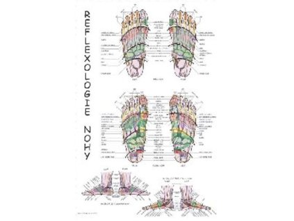 13855 1 plakat reflexologie nohy 63x47cm