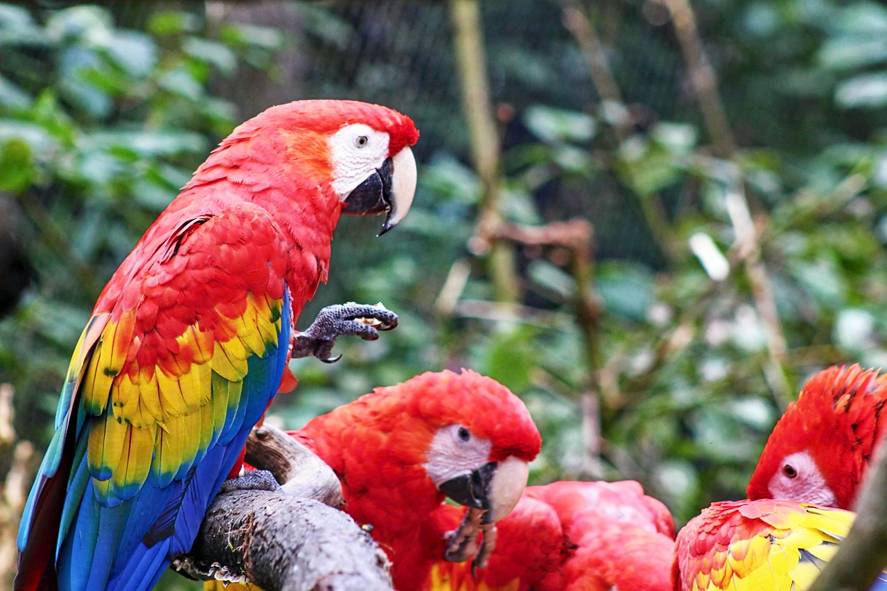 Dokrmovacia zmes pre papagáje: Kedy je potrebné ručné dokrmovanie?