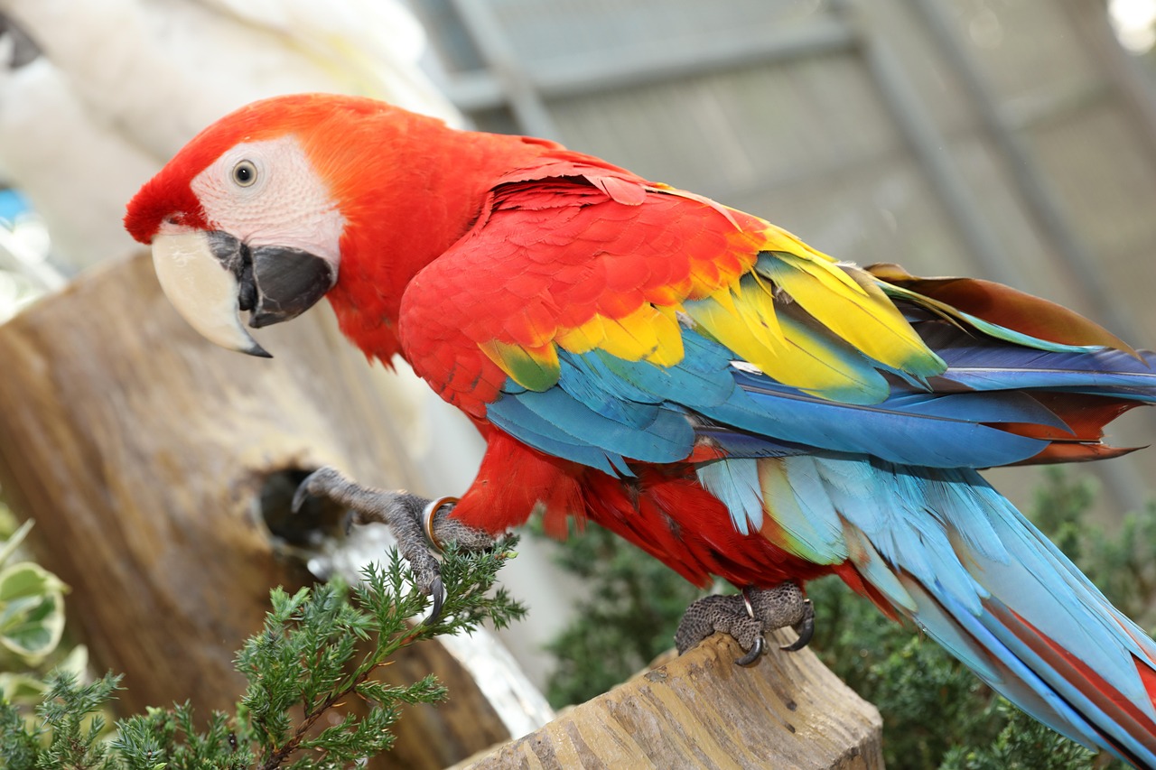 beautiful-macaw-4488675_1280