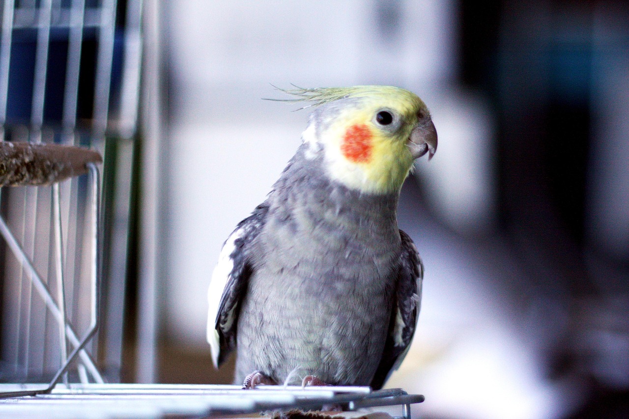 bird-2603450_1280