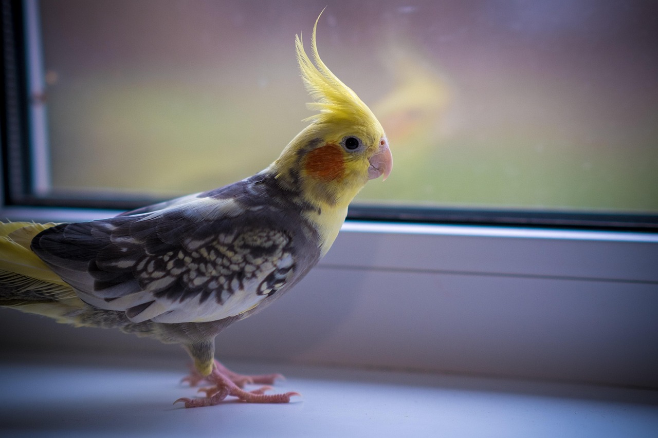 bird-5943309_1280