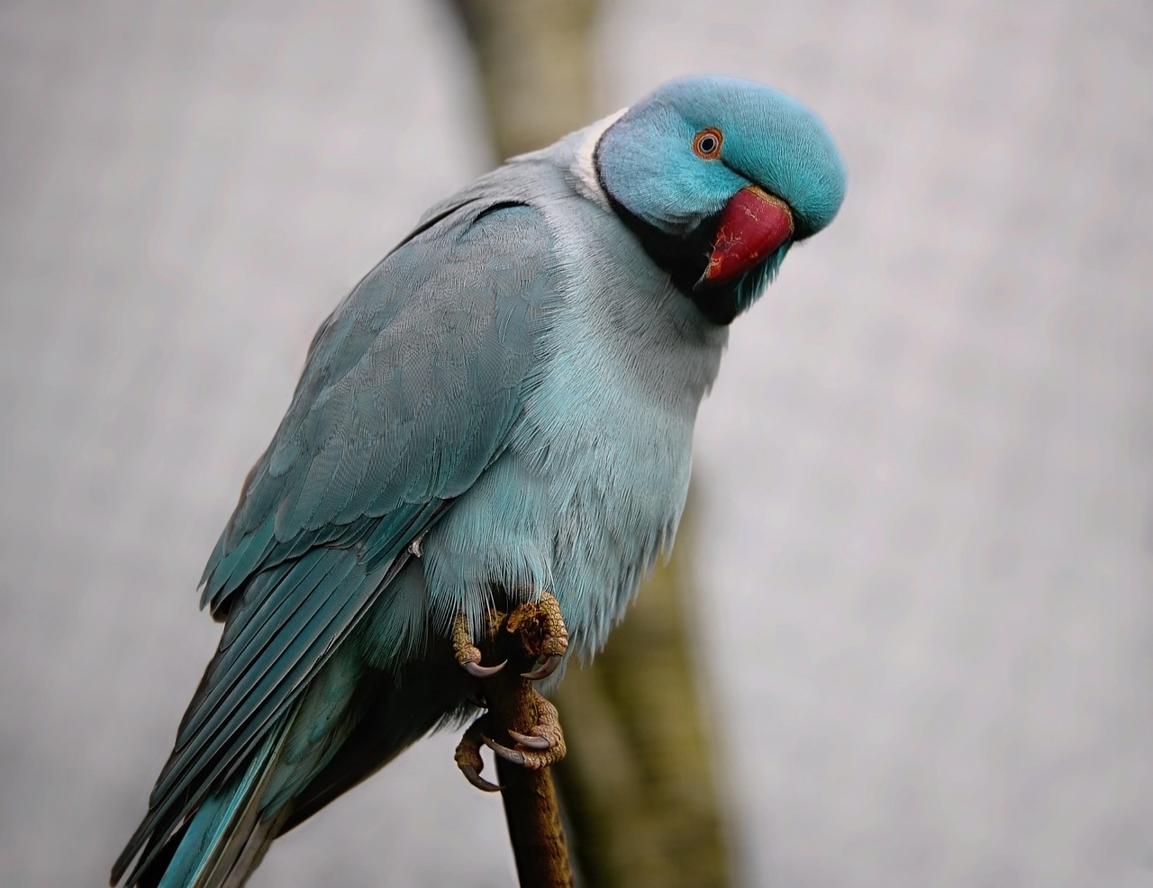 bird-7612183_1280