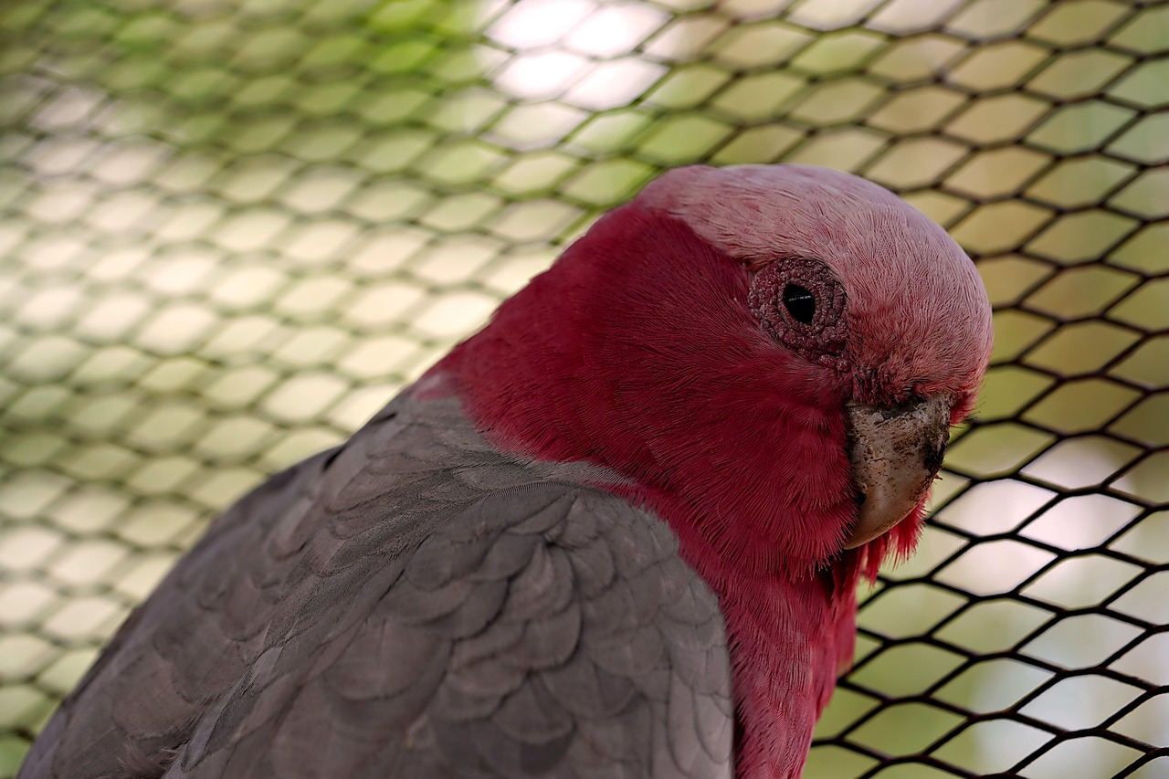 bird-7783125_1280
