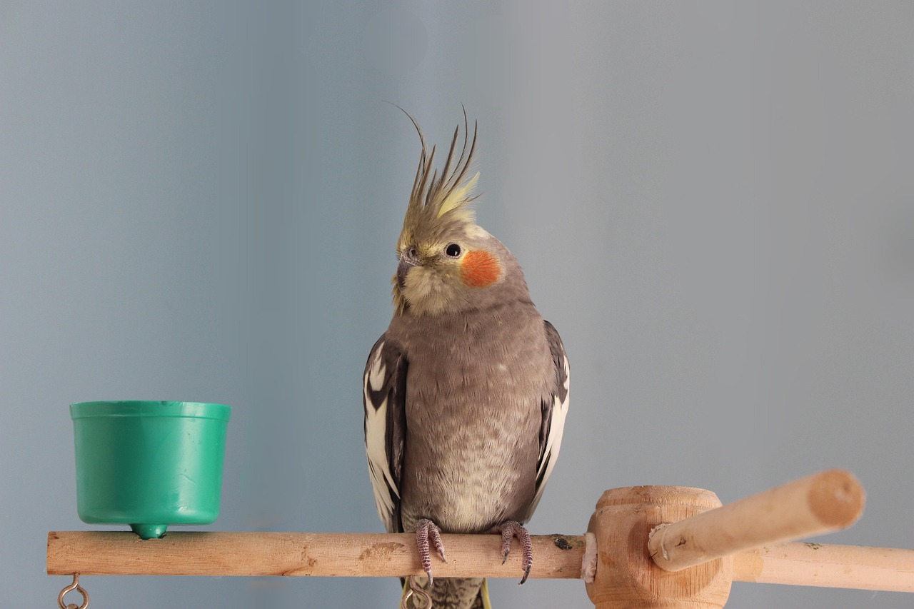 bird-8053954_1280