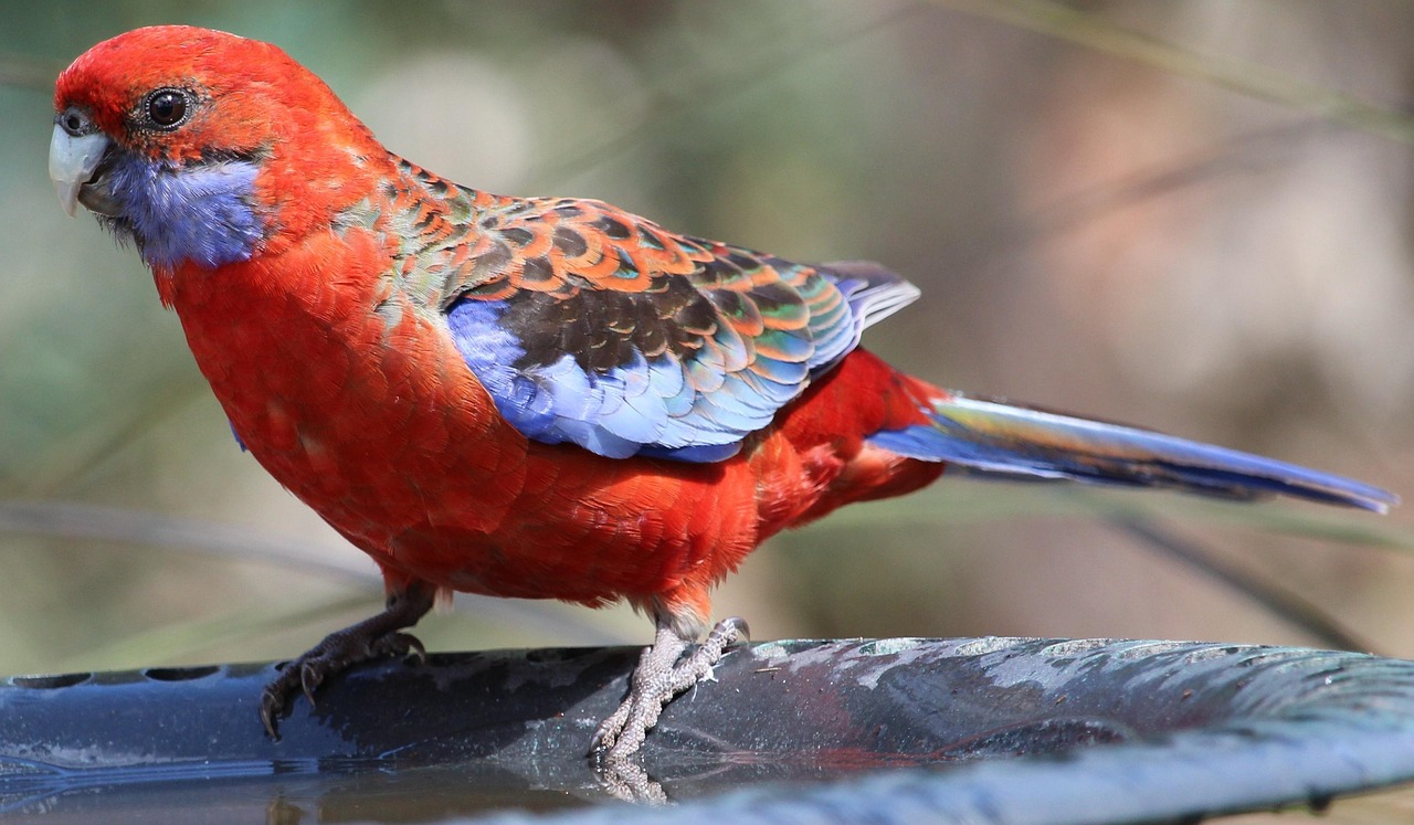 birdbath-2291523_1280