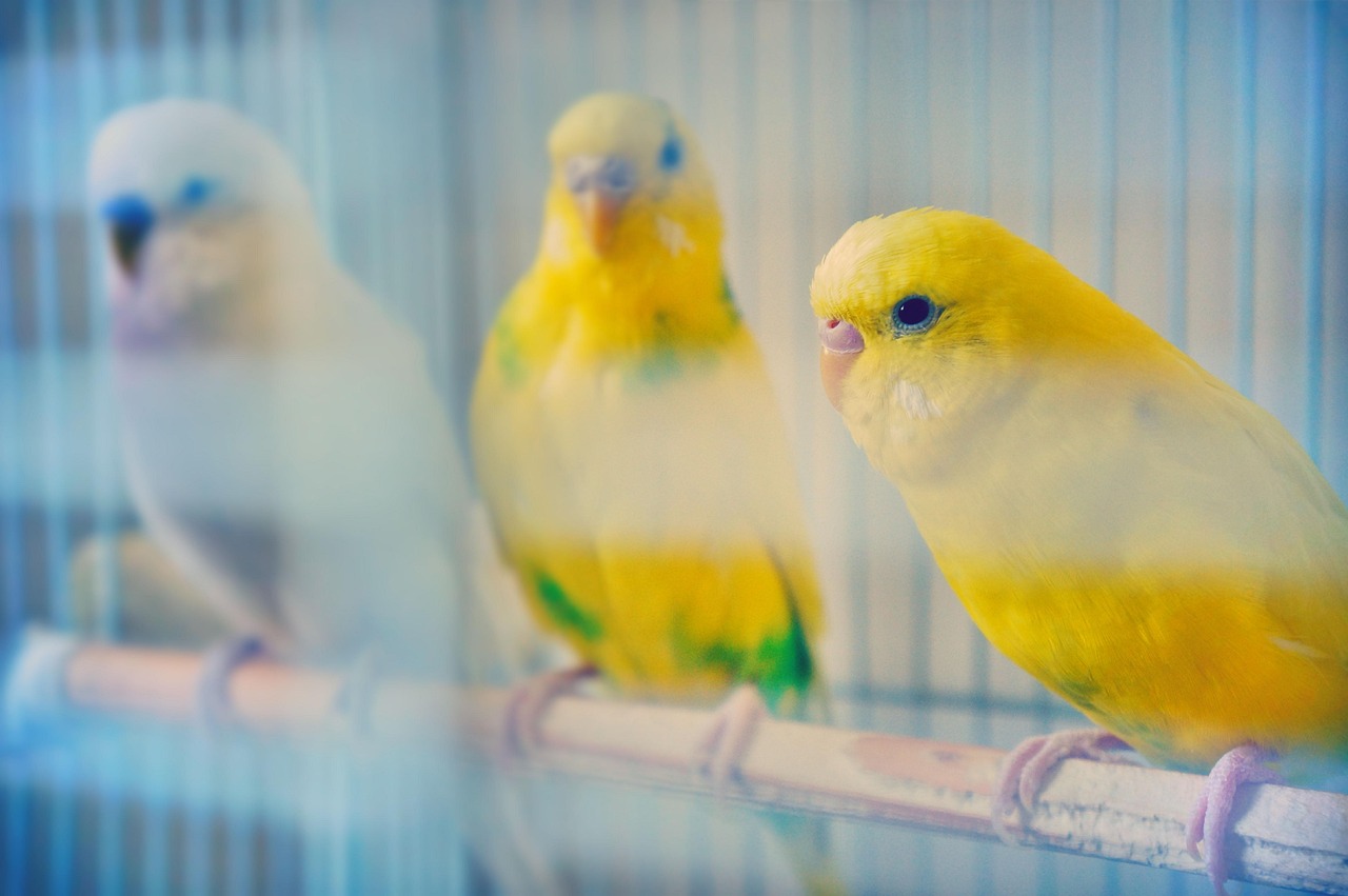 budgie-3562253_1280