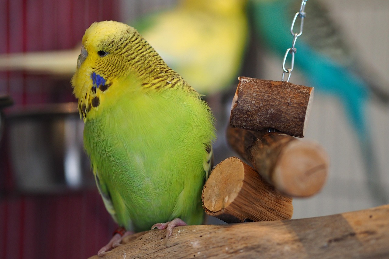 budgie-4657958_1280