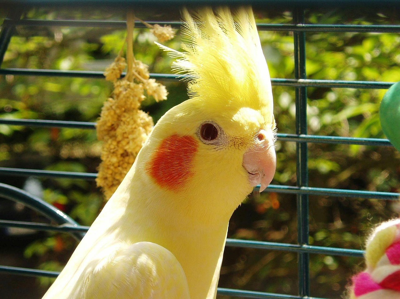 cockatiel-2429168_1280