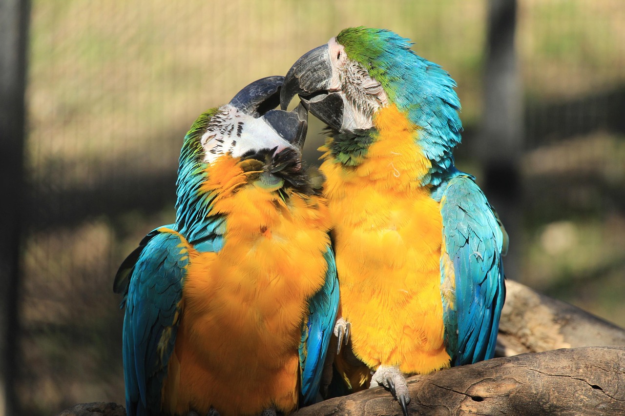 couple-macaw-5276855_1280
