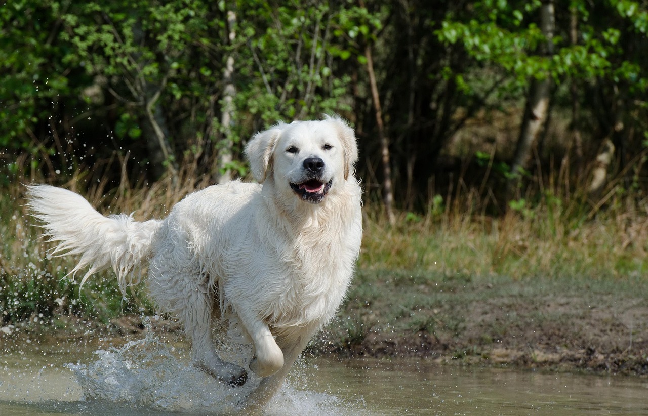 golden-retriever-672818_1280