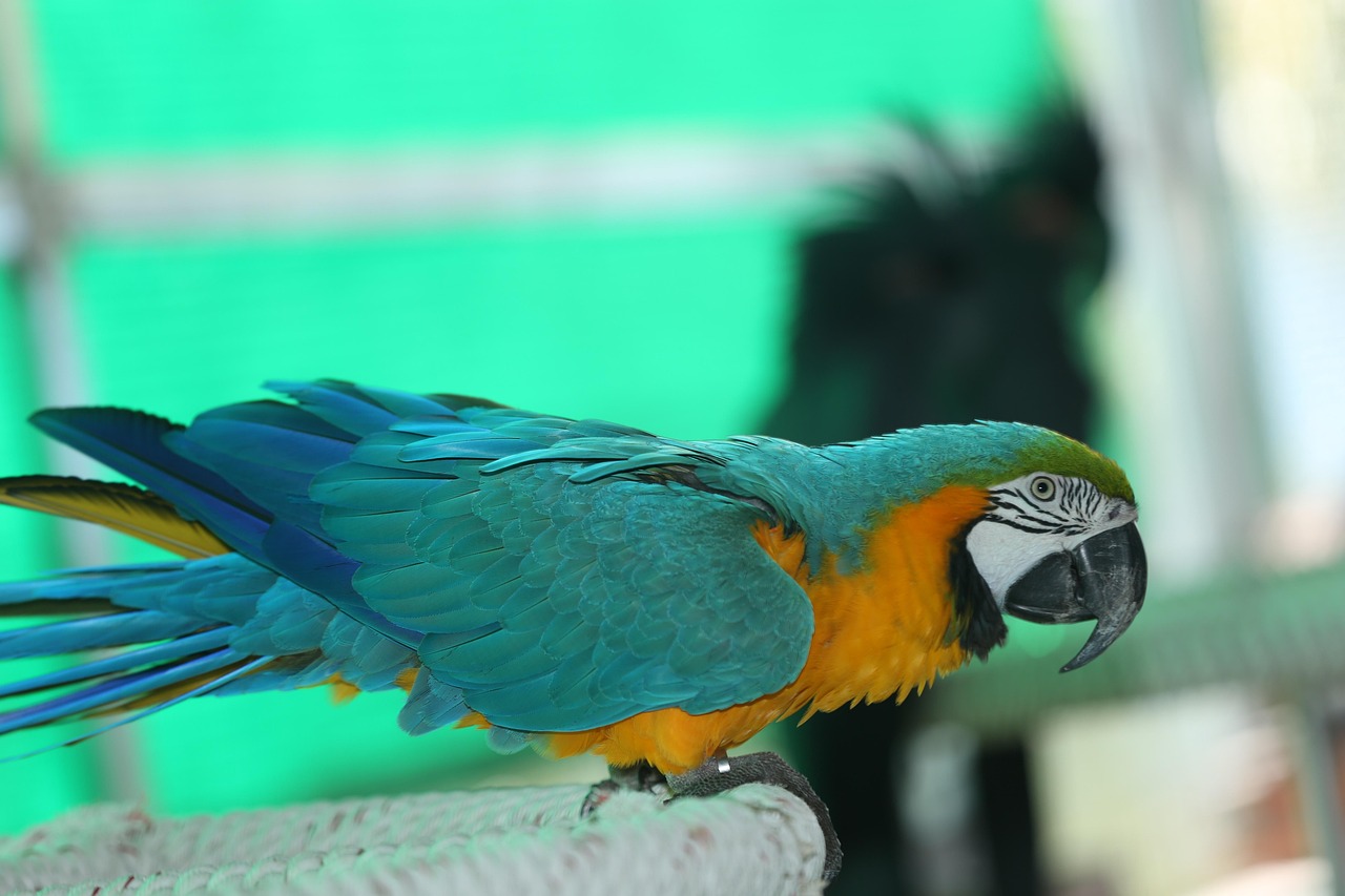 green-parakeet-4475496_1280