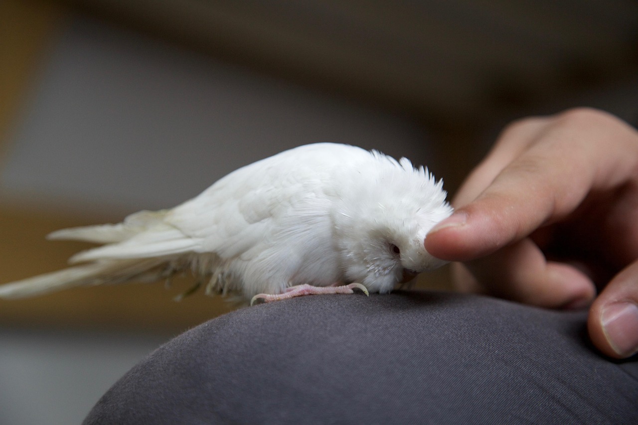 hand-stroking-1579503_1280