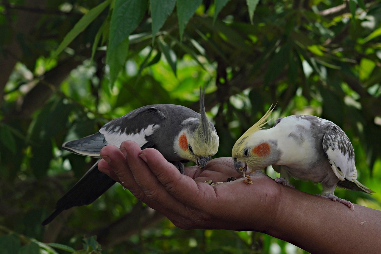 parakeets-8551653_1280