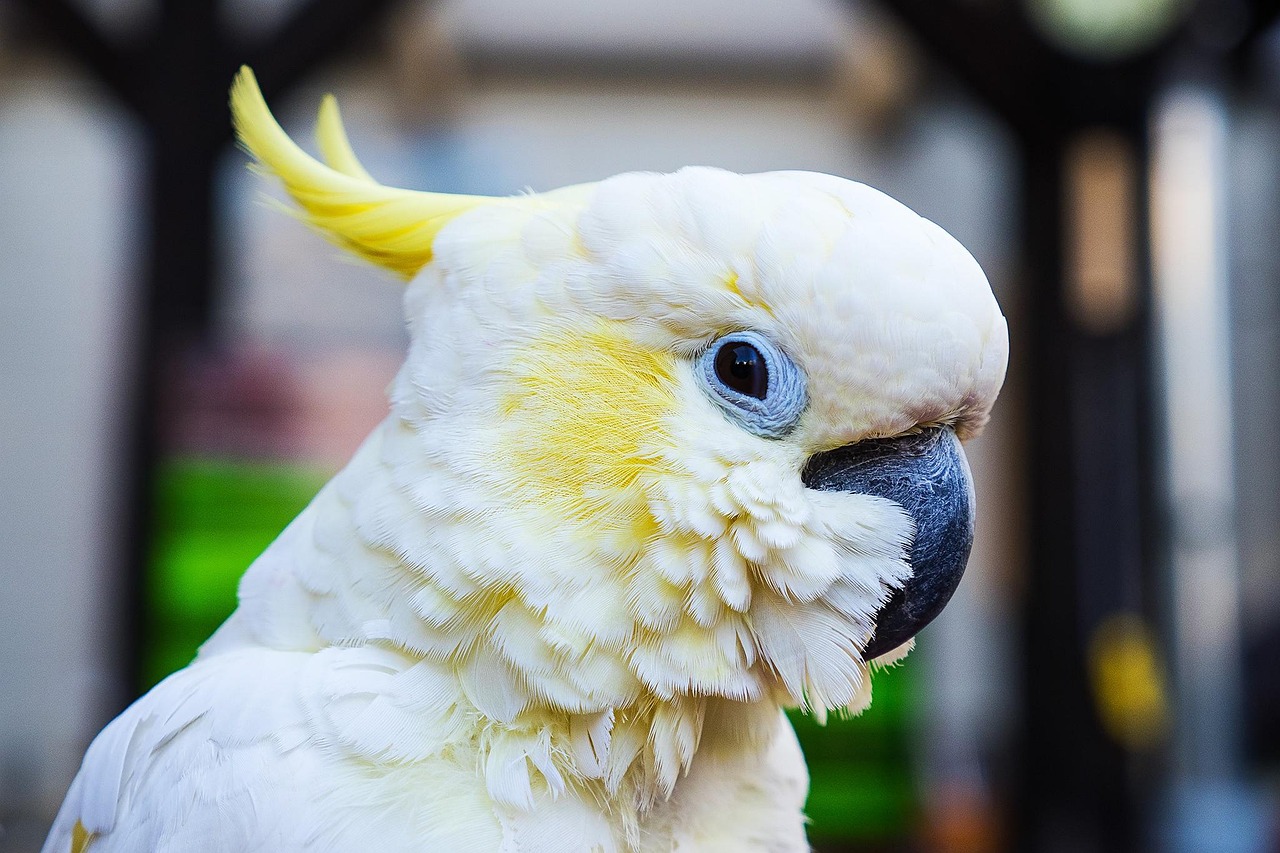 parrot-2509677_1280