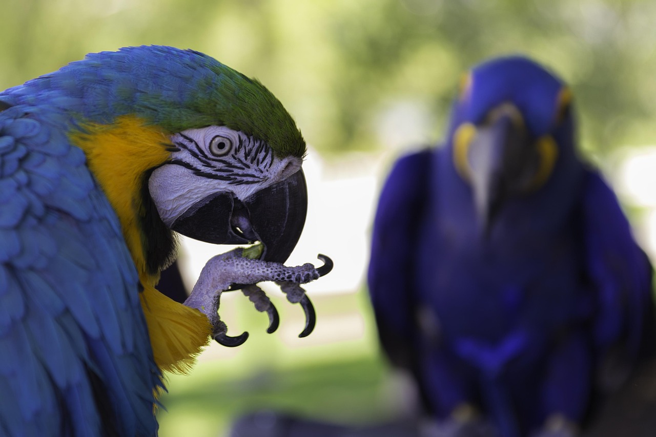 parrot-3434188_1280