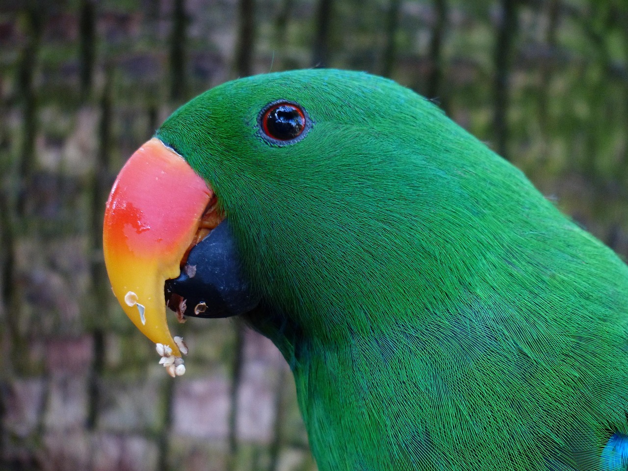 parrot-406664_1280