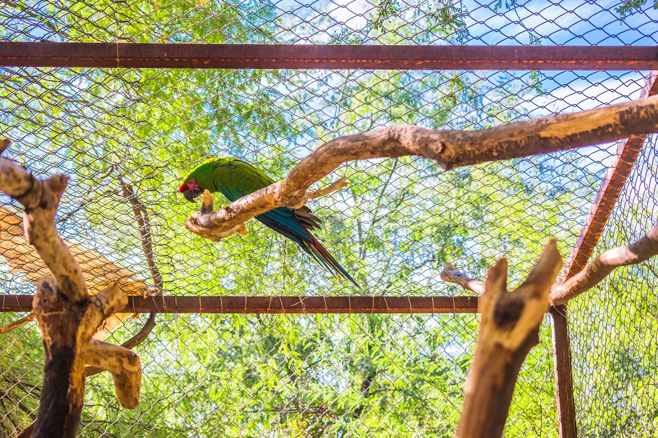 parrot-5979896_1280_1