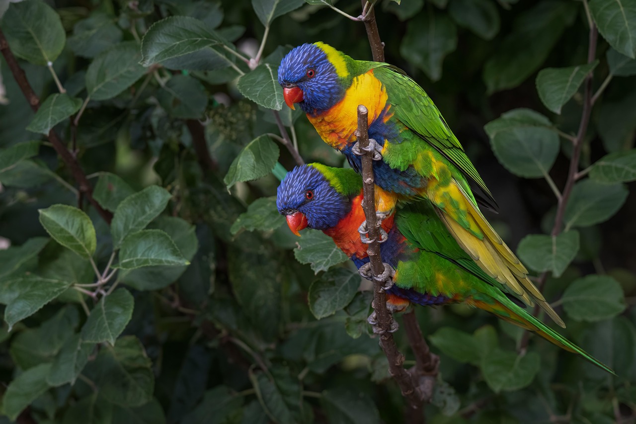 rainbow-lorikeet-7894138_1280