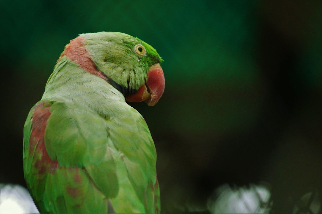 rose-ringed-parakeet-2542670_1280