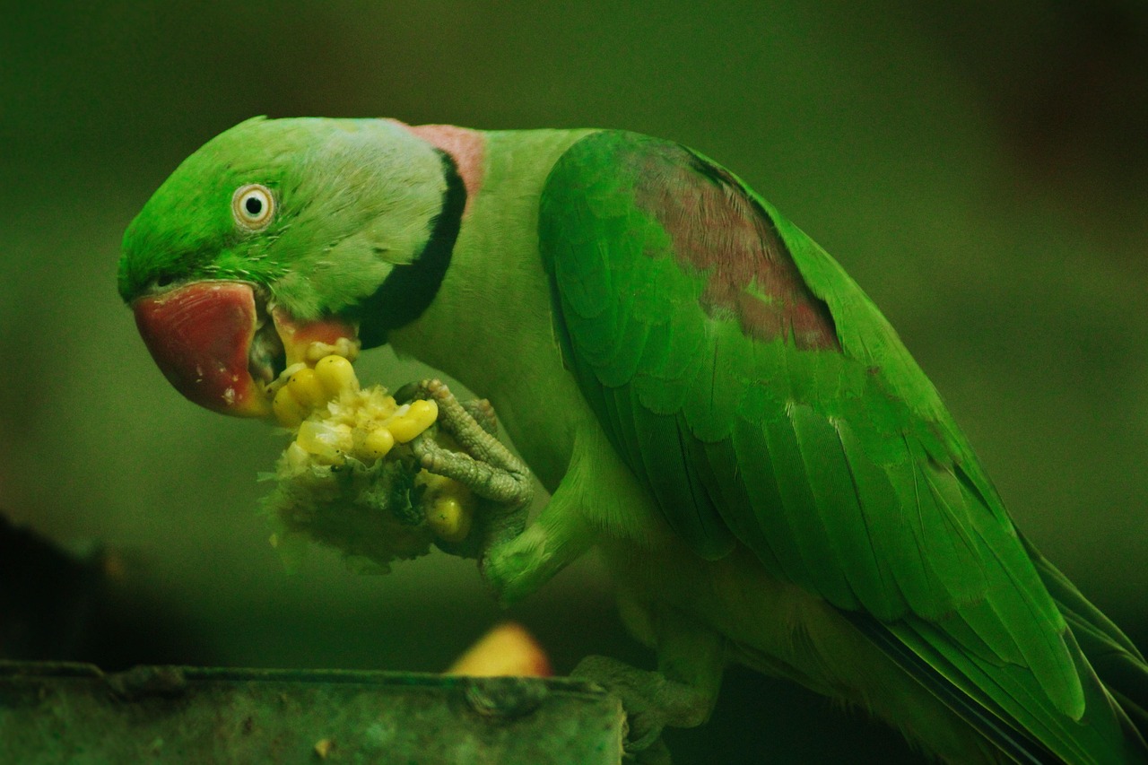rose-ringed-parrot-2542661_1280