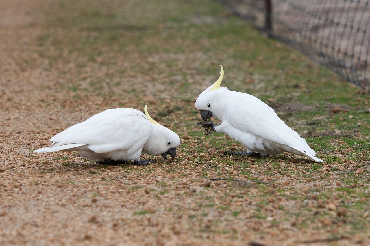 sulphur-crested-cockatoo-4366315_1280