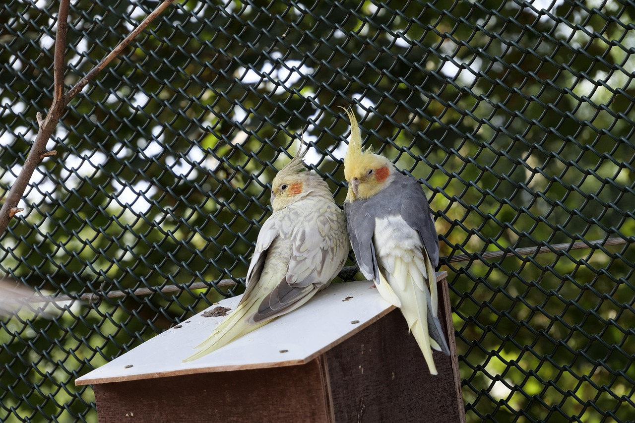 wildlife-3647223_1280