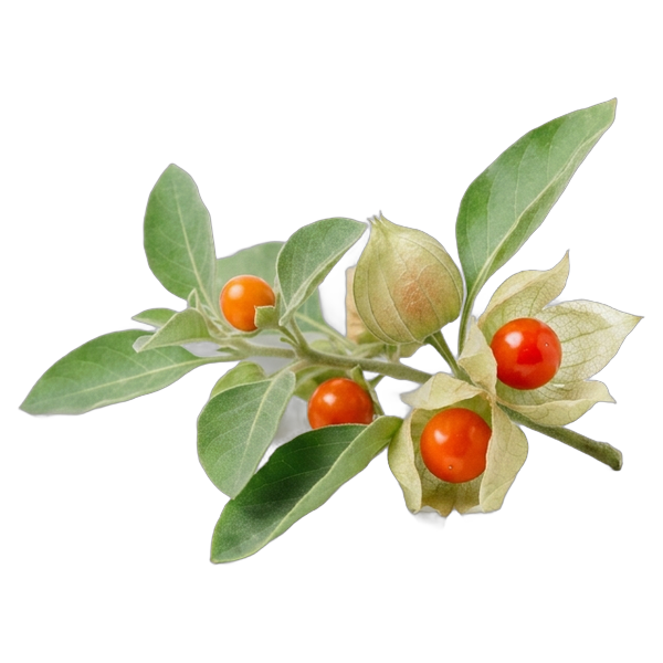 Plody ashwagandhy