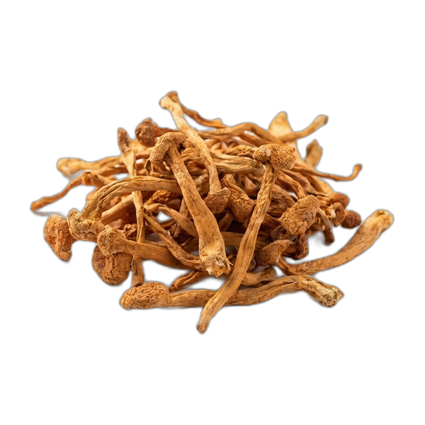 cordyceps