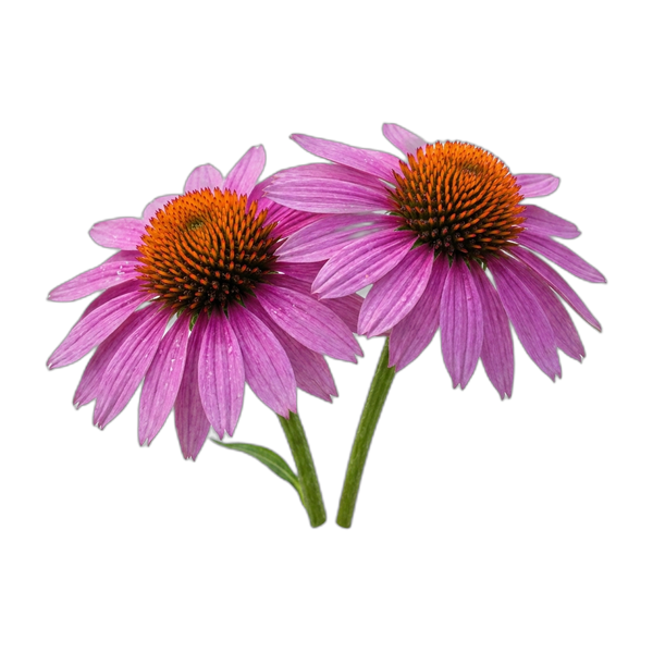 echinacea