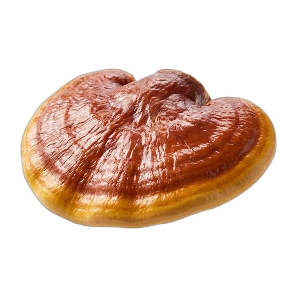 reishi