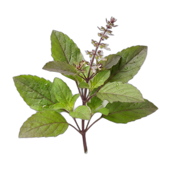 Tulsi a oregano