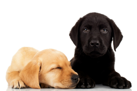 Máme doma štěně. Jak zvládnout jeho výchovu?