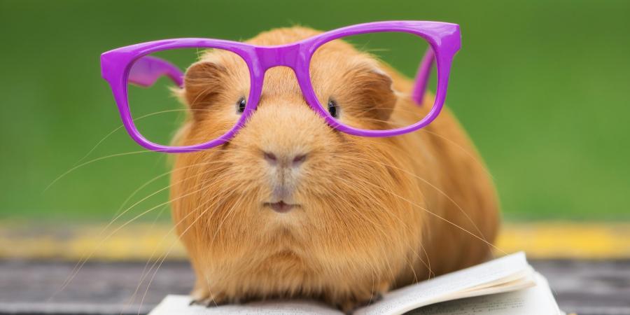 Jak správně chovat a ochočit morče