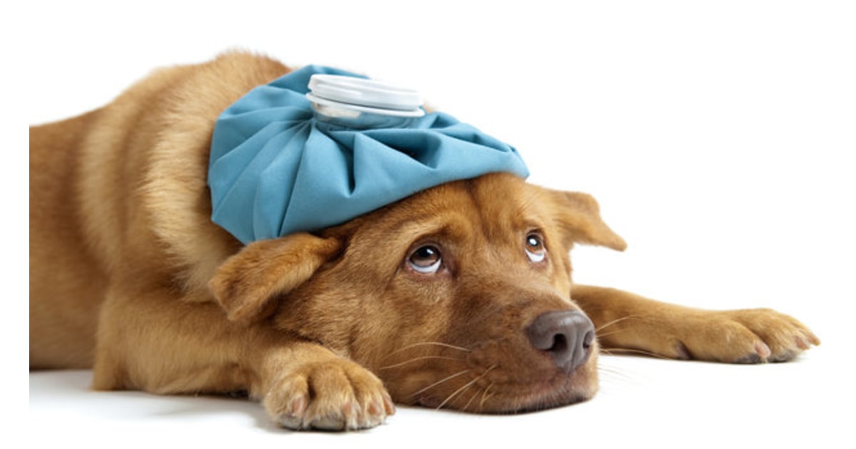 Co dělat, když má pes průjem?