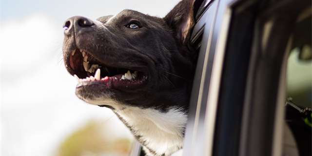 Jak správně převážet psa a kočku v autě