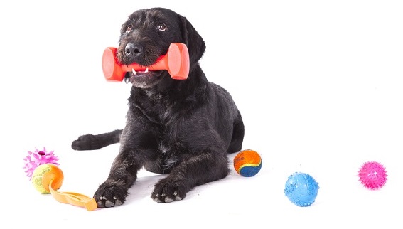 Hračky, kterými uděláte svému psovi radost