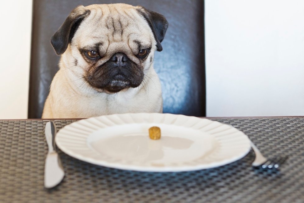 Potraviny, které byste svému mazlíčkovi nikdy dávat neměli