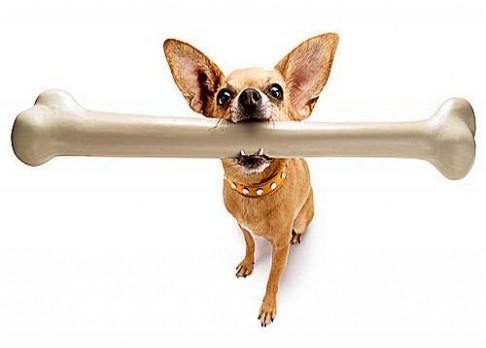 Pes a kosti: vařené a zvěřinové jsou životu nebezpečné