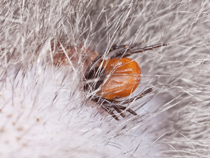 Klíšťová sezóna začíná.