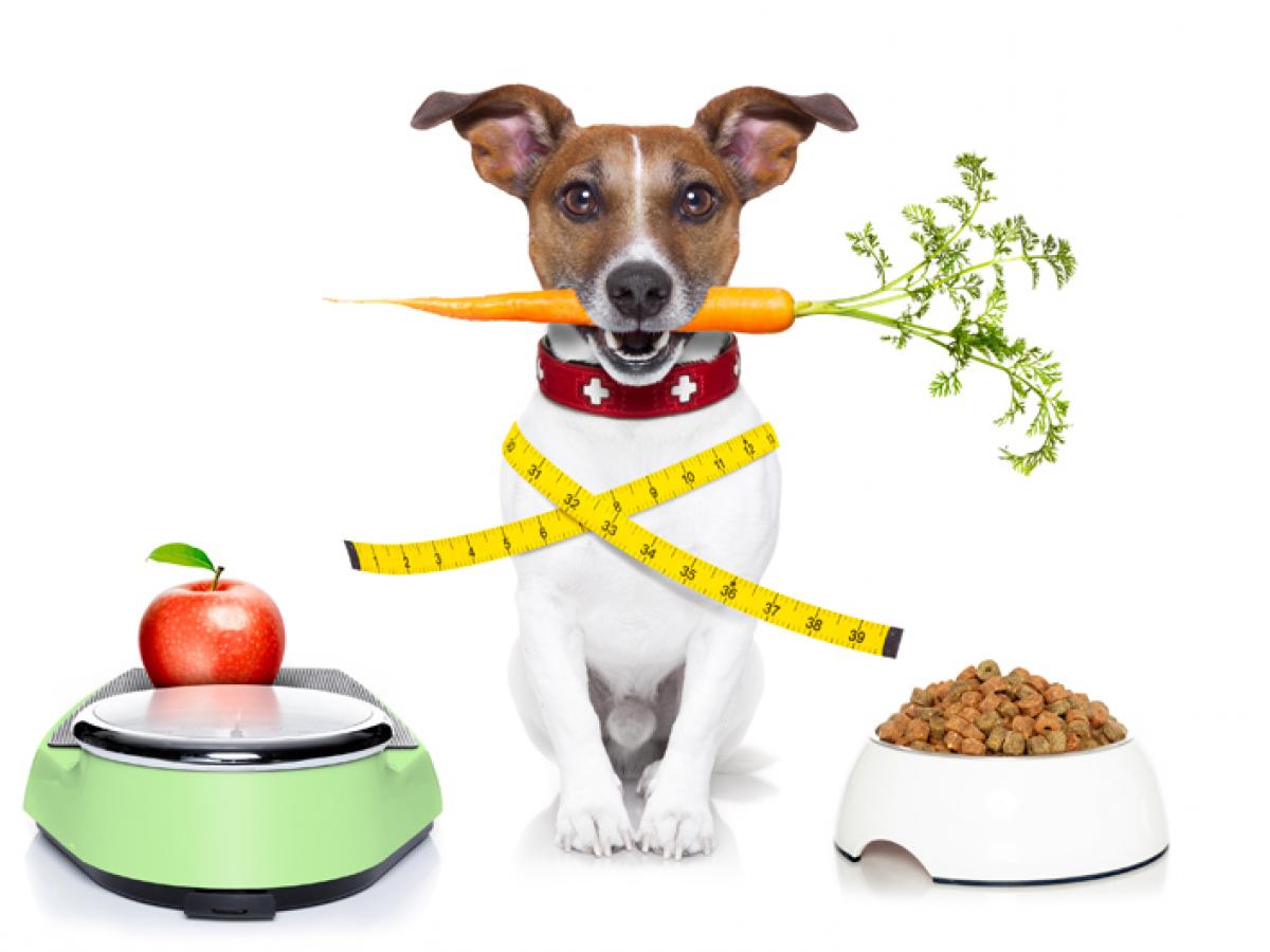 Jaterní dieta pro psy