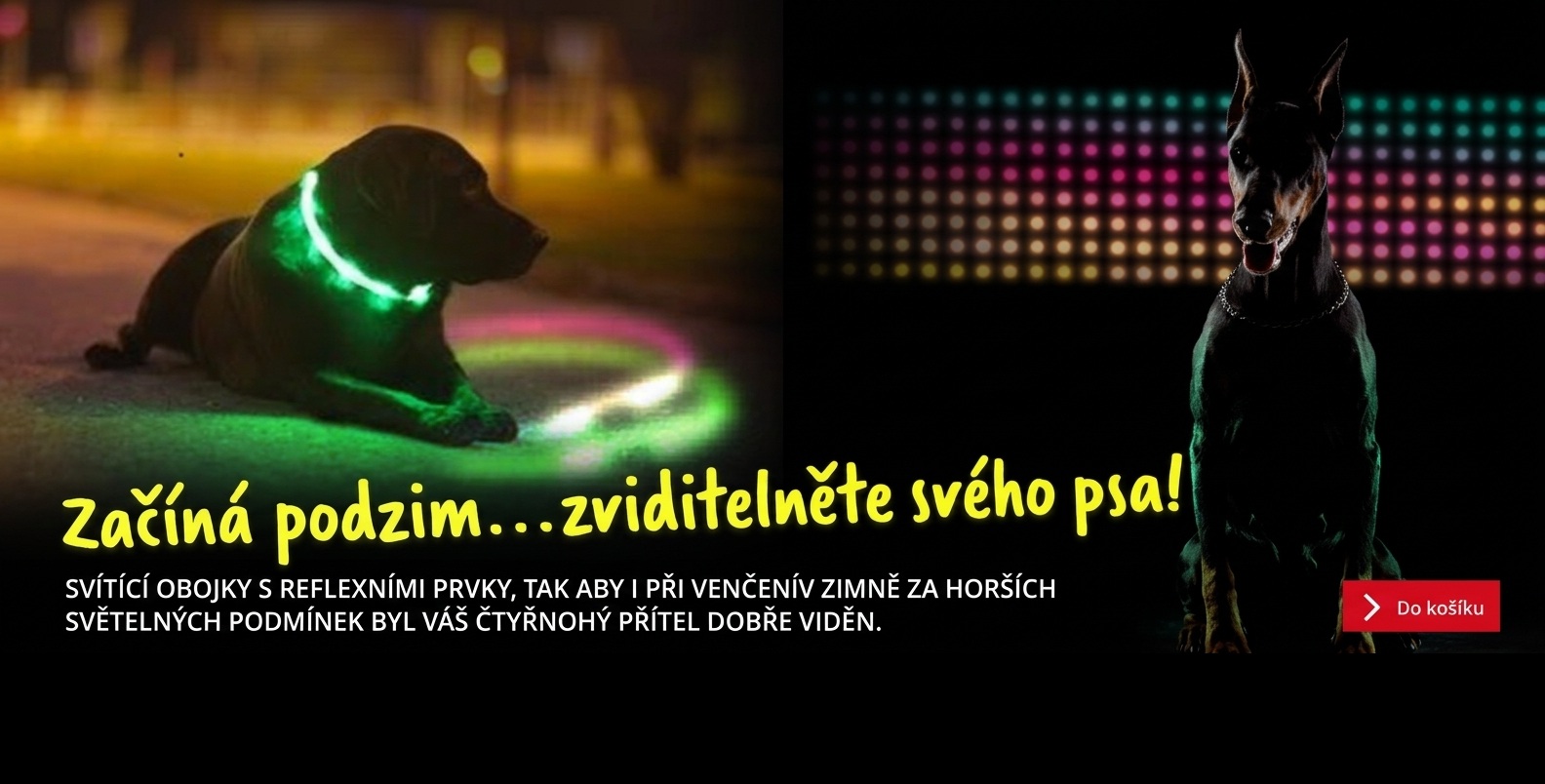 Obojky svítící
