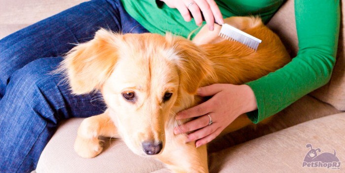 Dicas-para-controlar-a-queda-de-pelos-dos-cachorros-700x352