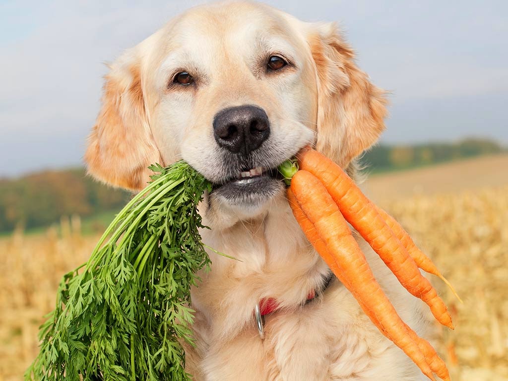 cachorro-pode-comer-cenoura